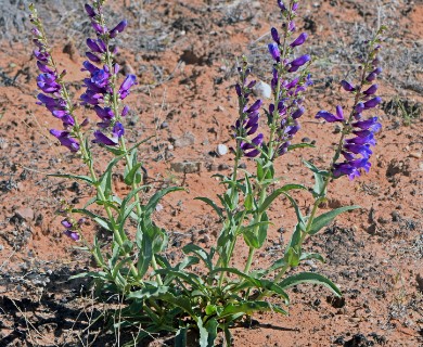 Penstemon laevis