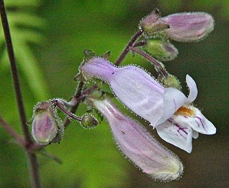 Penstemon laxiflorus