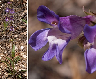 Penstemon leiophyllus