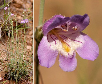 Penstemon linarioides