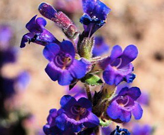 Penstemon moffatii