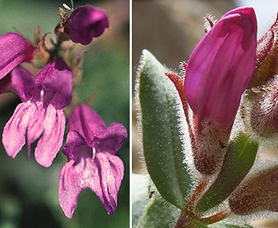 Penstemon montanus