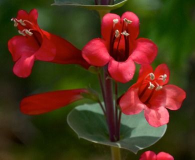 Penstemon murrayanus