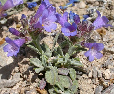 Penstemon nanus