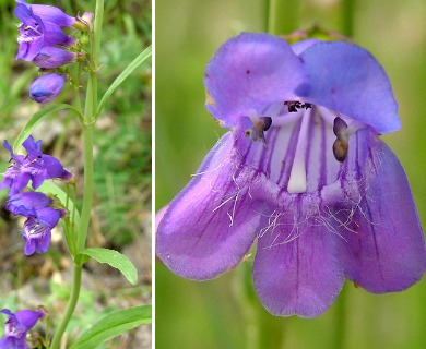 Penstemon neomexicanus