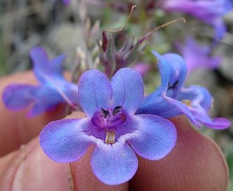 Penstemon nitidus