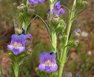 Penstemon ophianthus