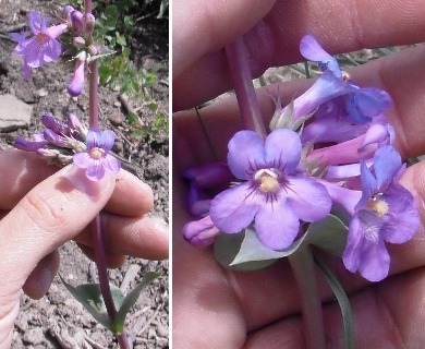 Penstemon osterhoutii