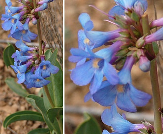 Penstemon pachyphyllus