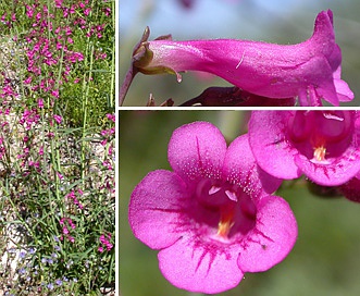 Penstemon parryi