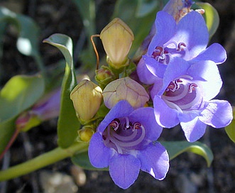 Penstemon parvulus