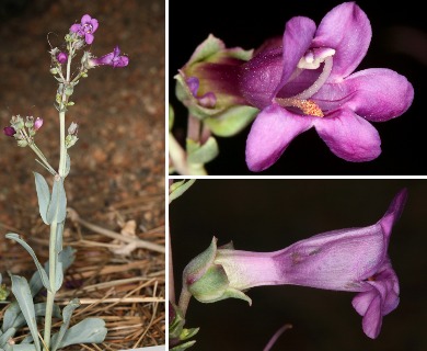 Penstemon patens