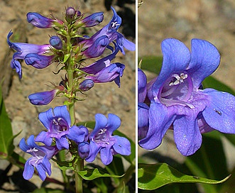 Penstemon payettensis