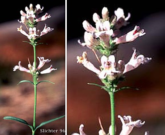 Penstemon peckii