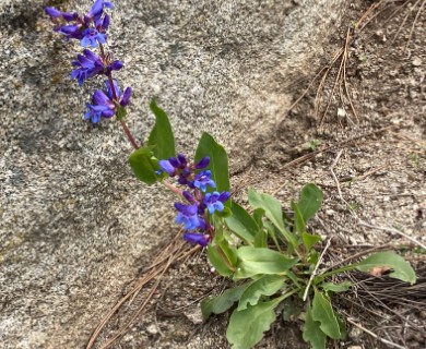 Penstemon perpulcher