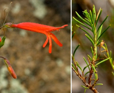 Penstemon pinifolius