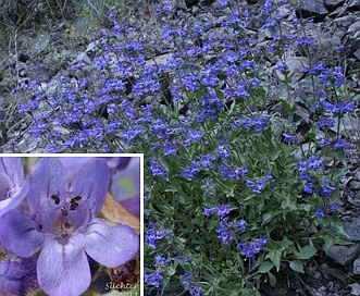 Penstemon pruinosus