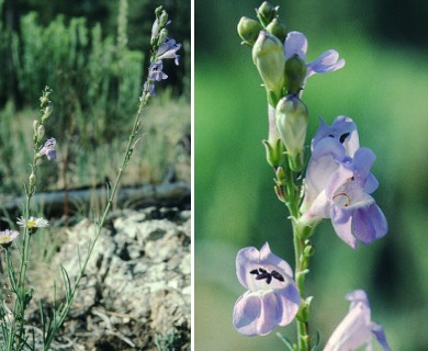 Penstemon pseudoputus