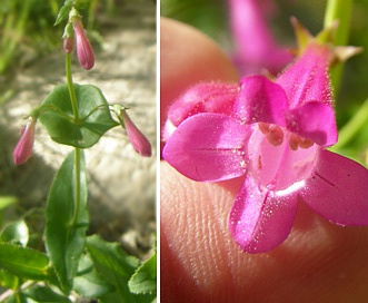 Penstemon pseudospectabilis