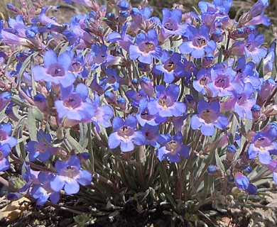 Penstemon pumilus