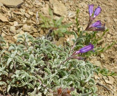 Penstemon purpusii