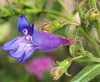 Penstemon roezlii