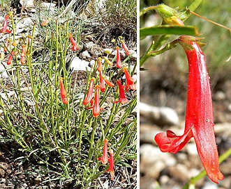 Penstemon rostriflorus