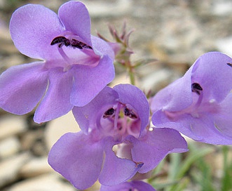 Penstemon scariosus