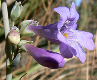 Penstemon secundiflorus