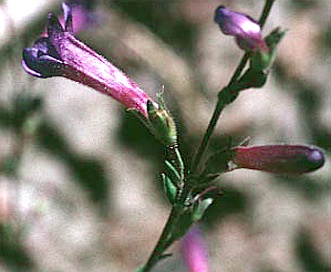 Penstemon seorsus