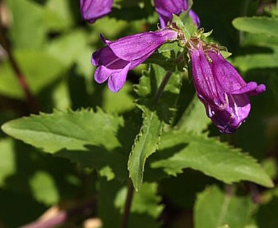 Penstemon serrulatus