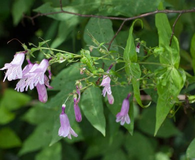 Penstemon smallii