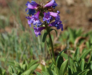 Penstemon spatulatus