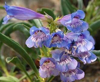 Penstemon speciosus