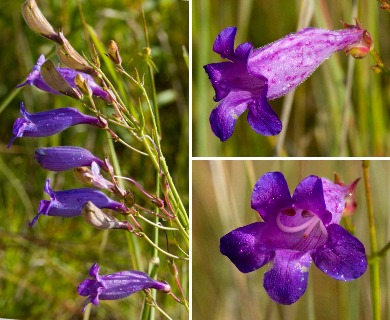 Penstemon stenophyllus