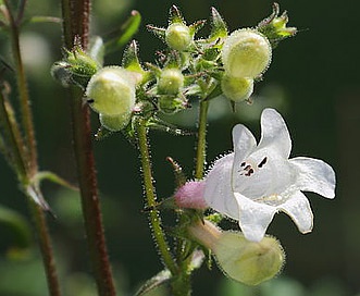 Penstemon strictiformis