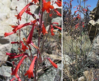 Penstemon subulatus