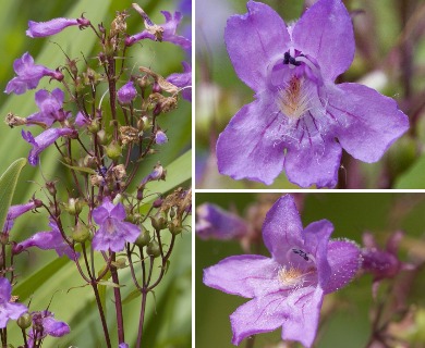 Penstemon tenuis