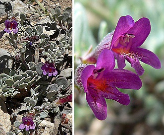 Penstemon thompsoniae