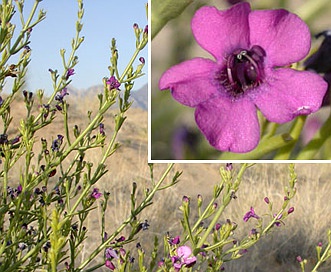 Penstemon thurberi