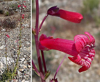 Penstemon utahensis