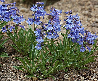 Penstemon virens