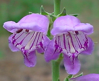 Penstemon virgatus