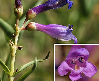 Penstemon watsonii