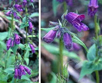 Penstemon whippleanus