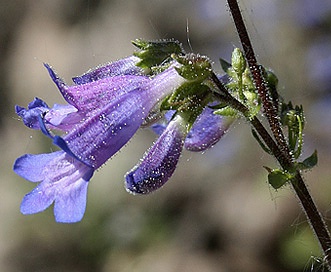 Penstemon wilcoxii