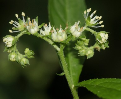 Penthorum sedoides