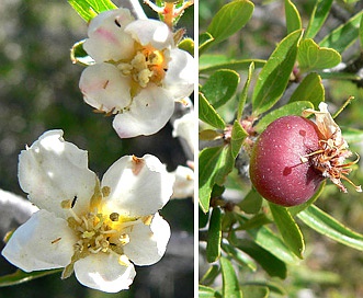 Peraphyllum ramosissimum