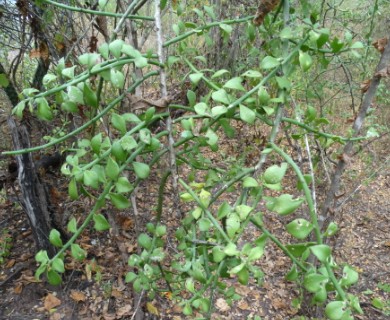 Pereskiopsis porteri