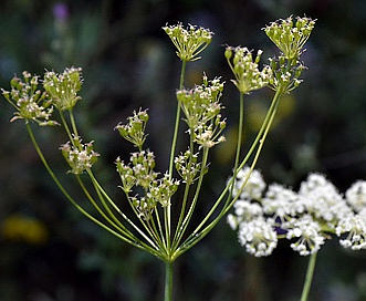 Perideridia lemmonii